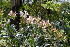 Grace-Xin home garden