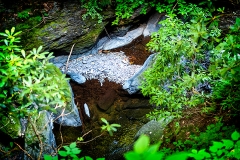 Bushkill Falls