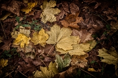 Clove Lakes Leaves