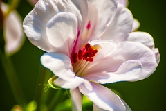 Flowers At Home