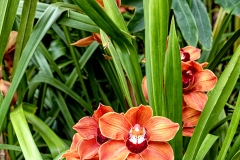 Orchid Show Bronx Botanical Garden